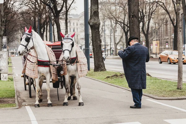 Blanco hermosos caballos decorados en la calle de la ciudad con cochero — Foto de Stock