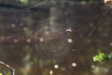 Bir örümcek örümcek onun web ininde oturur.