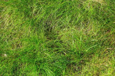 Doğal yeşil çimen dokusu