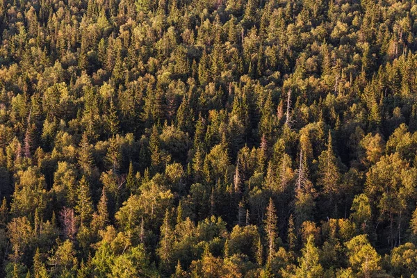 Orman ağaç başında havadan görünümü