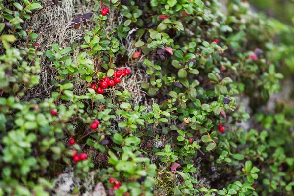 Zweige von wilden Preiselbeeren oder Fuchsbeeren in der Taiga — Stockfoto