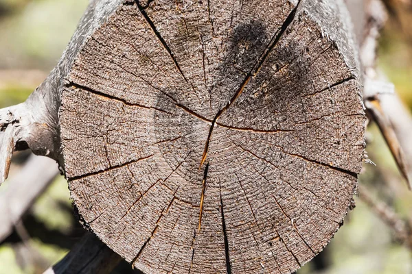 Çatlaklar ormandaki yaşlı oyalama ağaç gövdesi — Stok fotoğraf