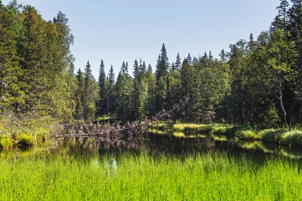 Vilda taiga skog med lugn damm — Stockfoto