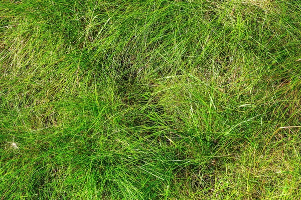 Doğal yeşil çimen dokusu