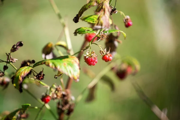 Wild raspberry in the forest at autumn — Stock Photo, Image