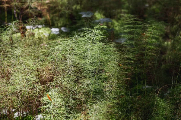 Equisetum horsetail in a forest swamp — Stock Photo, Image