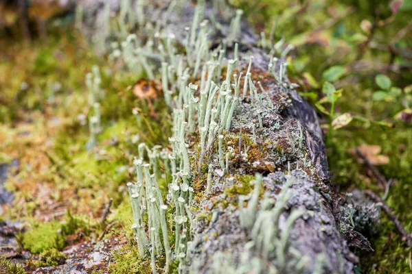 Mantar, liken ve Kuzey tundra yosun — Stok fotoğraf