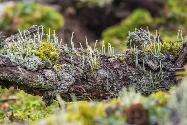 Грибы, лишайник и мох в северной тундре — стоковое фото