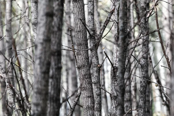 Many branches and trees in the impenetrable forest — Stock Photo, Image