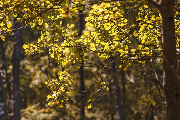 Autumn leaves on an aspen branch in the forest — Stock Photo, Image
