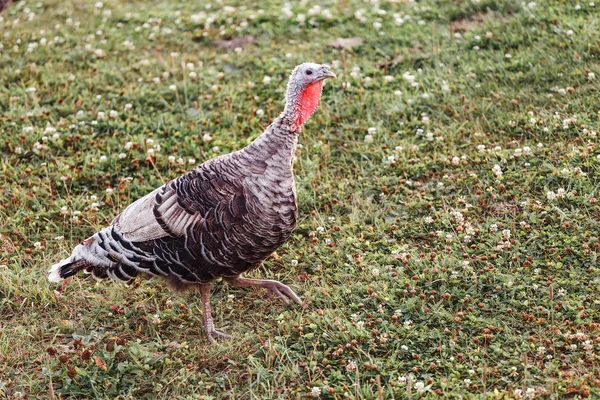 Turkey bird grazes in the countryside
