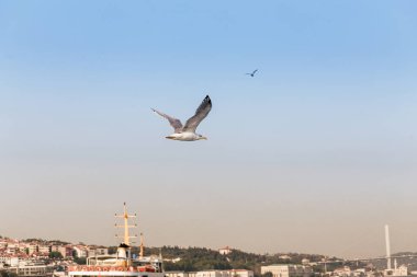Boğaziçi Istanbul Boğaz üzerinde uçan martılar