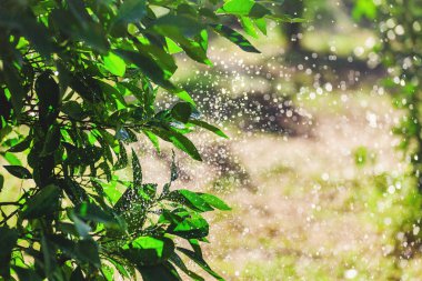 springer mandalina ağacı güneş ışığı, tropic ve sulama kavramı tarafından aydınlatılmış bir yapraklarda su sprey