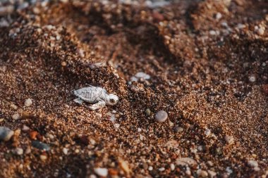 Doğumdan sonra zorluklar gezinmeler olumlu denize üstesinden Caretta kaplumbağası bebeğim