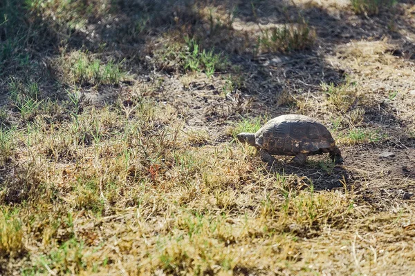 Tortuga de arena mediterránea en la naturaleza — Foto de Stock