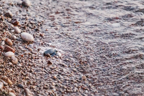 Loggerhead Turtle bebê Caretta após o nascimento, superando dificuldades rasteja para o mar salutar — Fotografia de Stock