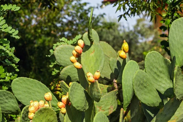 Pêra espinhosa cacto fechar com frutas comestíveis — Fotografia de Stock