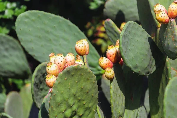 Prickly pear cactus close up with eatable fruits