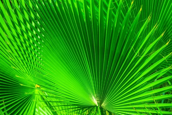 カラフルな鮮やかな緑のヤシの葉、熱帯の背景 — ストック写真