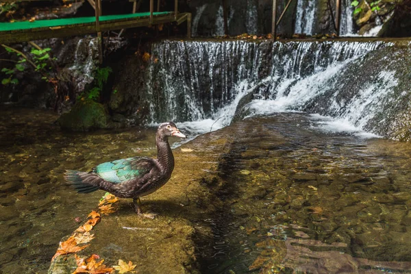 goose near the waterfall