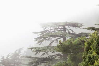 Lübnan sedir Cedrus sediri ormanda sis ve sis tahtalı Dağı Türkiye'de yakın. Ağaçların nadir ve tehdit altındaki türler