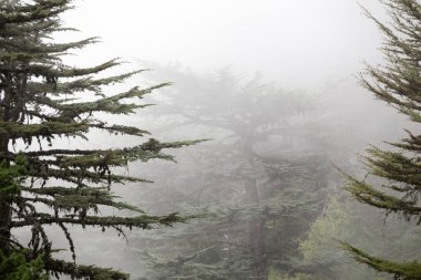 Lübnan sedir Cedrus sediri ormanda sis ve sis tahtalı Dağı Türkiye'de yakın. Ağaçların nadir ve tehdit altındaki türler