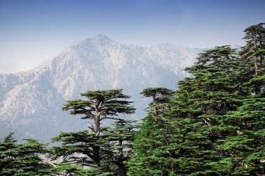 Rare and endangered Lebanese Cedar tree forest at Tahtali mountain in Turkey clipart