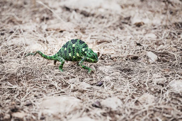 Jeden dziki zielony kameleon na ziemi w lesie — Zdjęcie stockowe