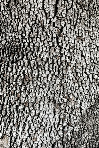 Fondo y textura de corteza de árbol viejo — Foto de Stock