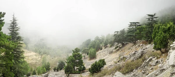 Libanonský cedr, Cedrus libani Les v mlze a mlha poblíž hory Tahtali v Turecku. Vzácné a ohrožené druhy stromů — Stock fotografie