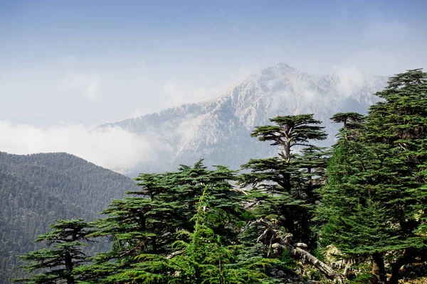 Редкие и находящиеся под угрозой исчезновения ливанские кедровые леса на горе Тахтали в Турции — стоковое фото