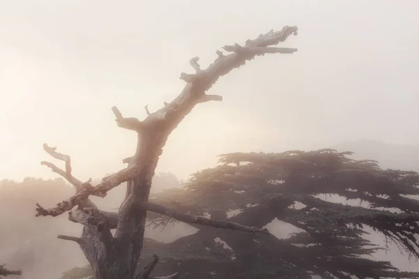 Bosque de cedro turco en fuerte niebla y niebla al atardecer — Foto de Stock