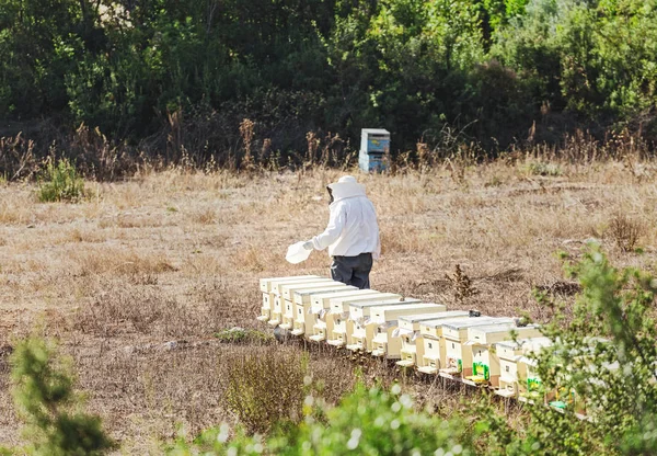 Пчеловод в специальной одежде работает с пчелами и ульями на пасеке . — стоковое фото
