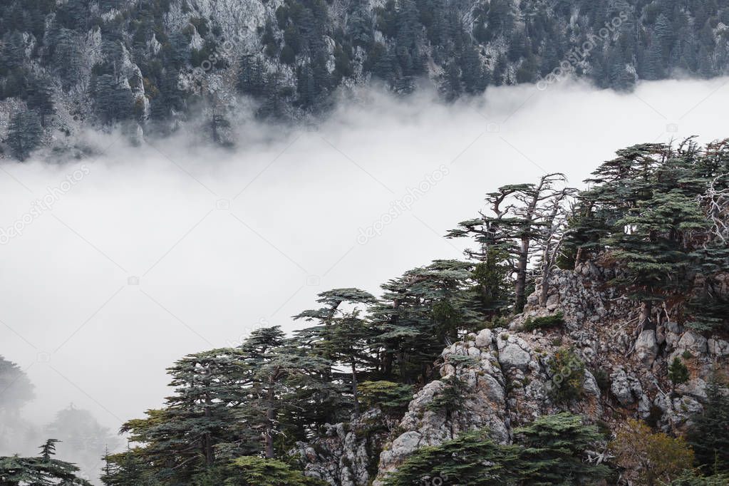 Cedar of Lebanon Cedrus libani forest in the mist and fog near Tahtali mountain in Turkey. Rare and endangered species of trees