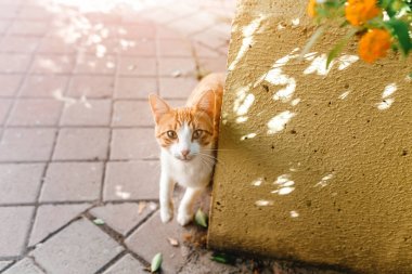 Şehir yaz sokak sokak zencefil kedi