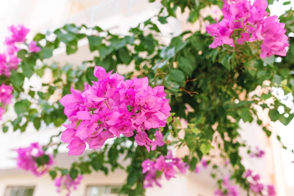 Manolya çiçekli bahar çiçek arka plan — Stok fotoğraf