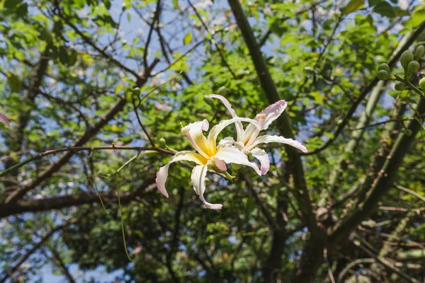 Fundo floral primavera com flores de magnólia — Fotografia de Stock