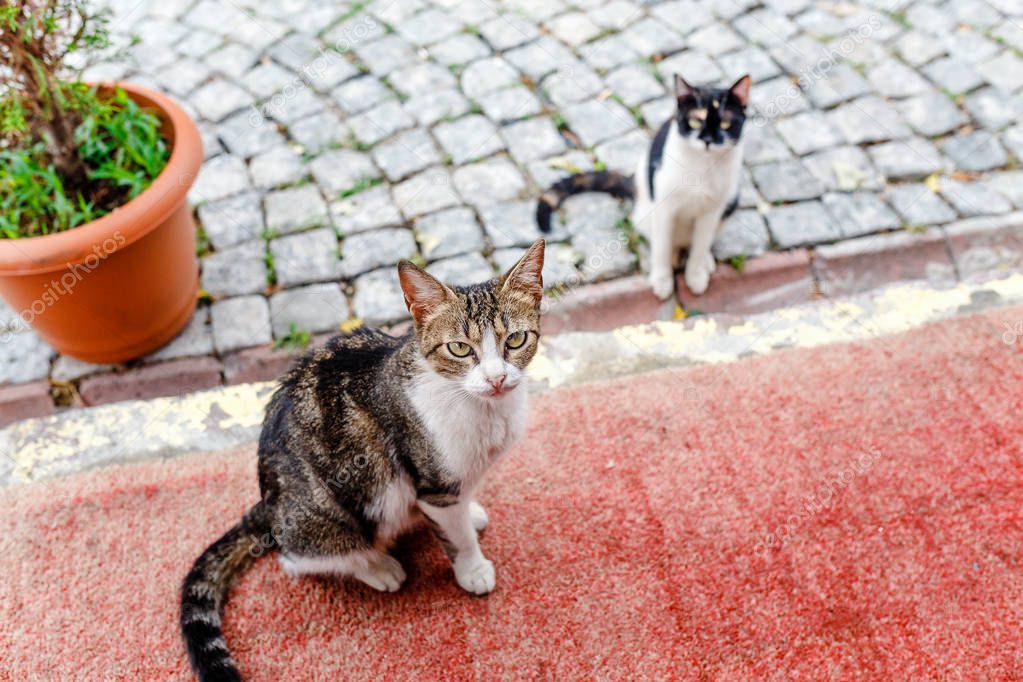 Two stray cats asking for food at outdoor restaurant in Istanbul