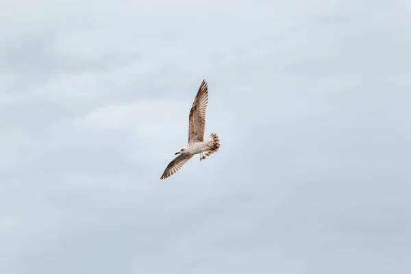 Petrel κατά την πτήση πάνω από μια θάλασσα και ουρανό. — Φωτογραφία Αρχείου