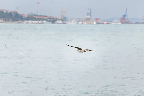 Petrel w lotach nad morze i niebo. — Zdjęcie stockowe