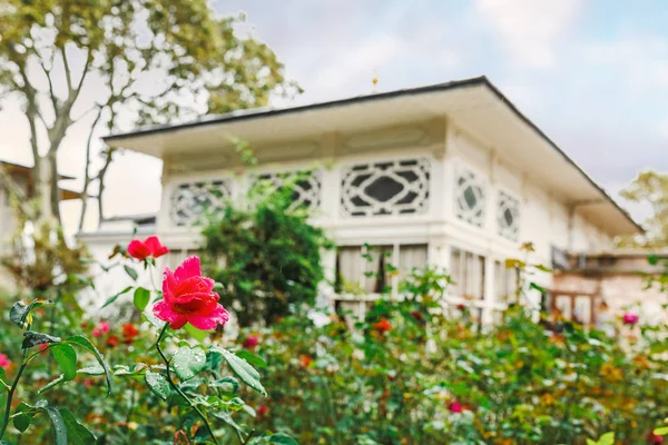 Pohled na růžové zahrady v zahradě v paláci Topkapi — Stock fotografie