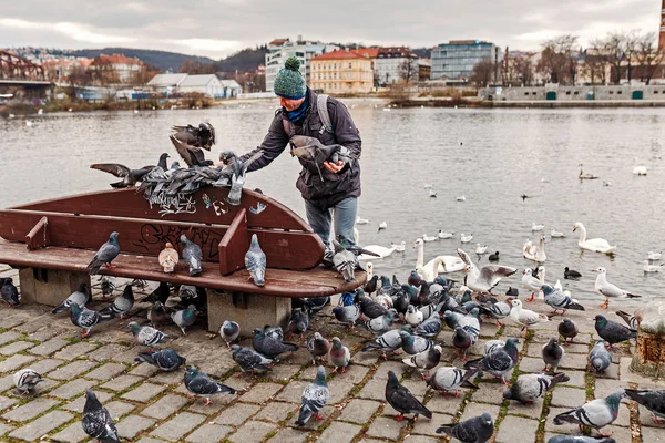 December 2017, Prag, Tjeckien: man utfodra många duvor i staden — Stockfoto