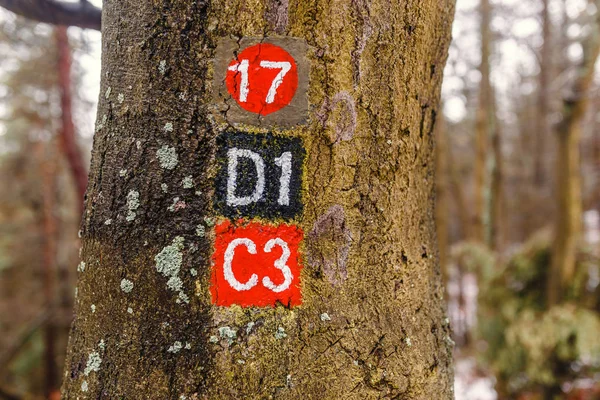 冬の森の木の歩道パスをマーク — ストック写真