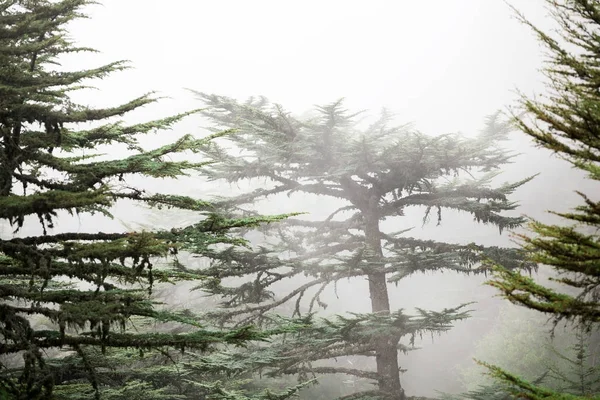 Cedro del bosque del Líbano en la niebla y la niebla cerca de la montaña Tahtali en Turquía. Especies raras y en peligro de extinción de árboles — Foto de Stock