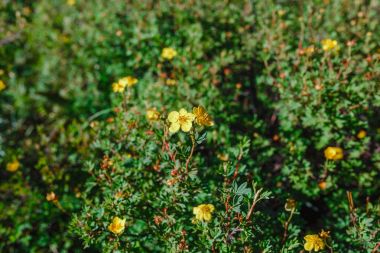 Sarı çiçekli vahşi Potentilla çalı