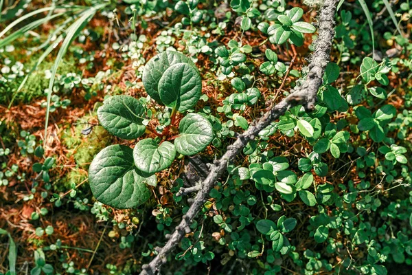 Tundra plants, top flat view — Stock Photo, Image