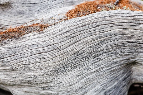 Régi fa texture repedések és csavar — Stock Fotó