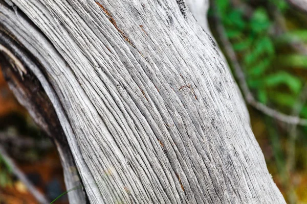 Stará dřevěná textura s trhlinami a zvraty — Stock fotografie