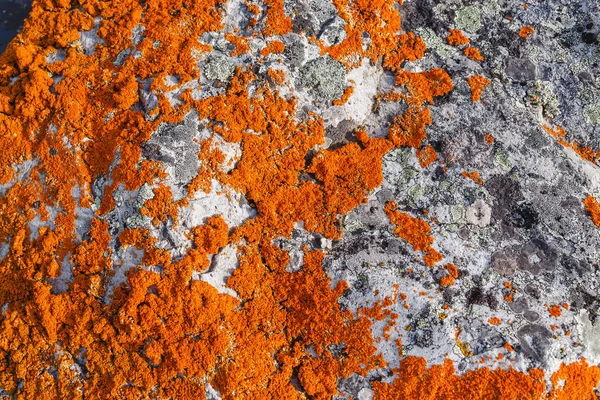 明るいオレンジ色の地衣のクローズ アップで覆われている石 — ストック写真