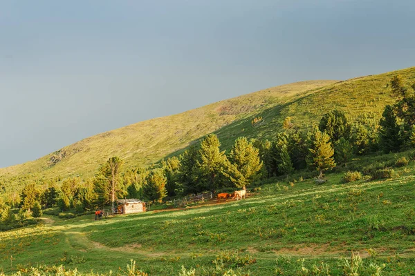 Cabaña de pastor en un pastizal de tierras altas con vacas —  Fotos de Stock